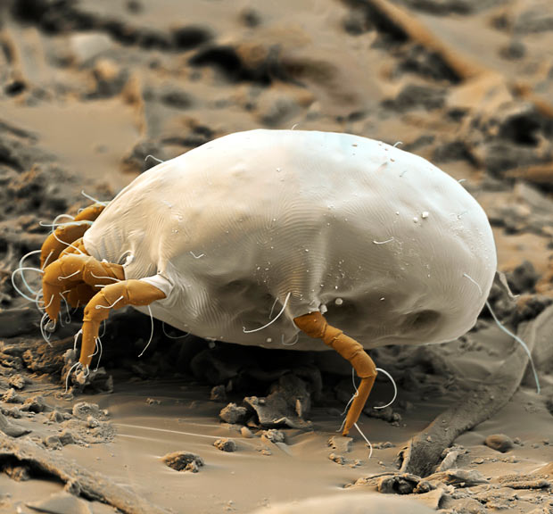 dust mite